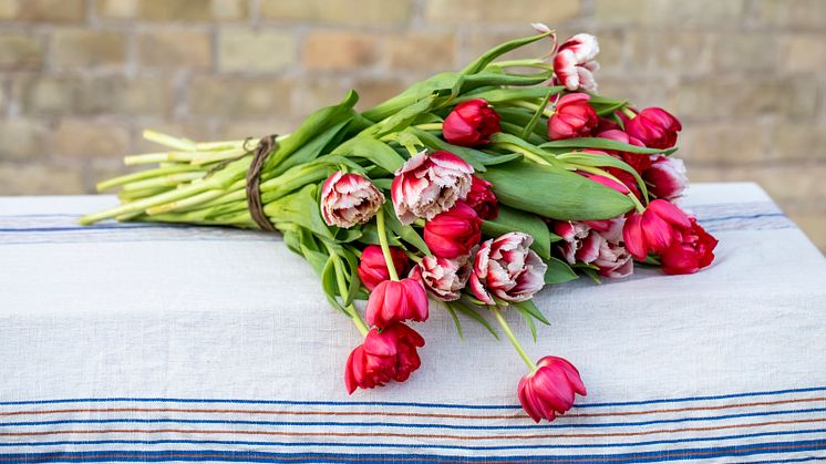 Välkommen att fira våren med tulpaner den 8:e mars