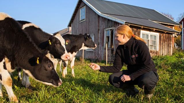 Antalet gårdar med nötkreatur fortsätter att minska och då främst gårdar med mjölkkor där drygt 5 procent försvunnit sedan juni 2021. Foto: Daniel Silfver