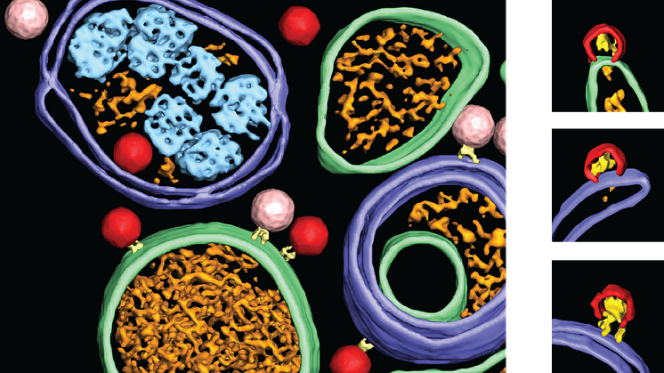 Forskning visar hur poliovirus tar över cellerna inifrån