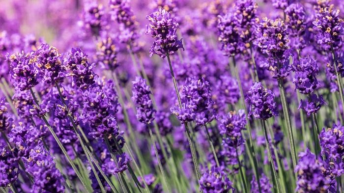 Sieht nicht nur schön aus, sondern beruhigt die Haut: Lavendel. Pattanasak Suksri | stock.adobe.com