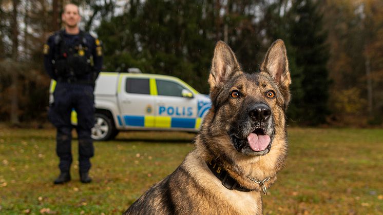 Årets polishund 2022 Försvarsmaktens Lundy. Foto: Per Sandberg