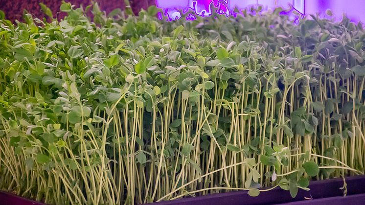 Karlstads kommuns tre gymnasieskolor har fått varsitt hydroponiskt odlingsskåp där bland annat kryddor och sallad kan odlas.