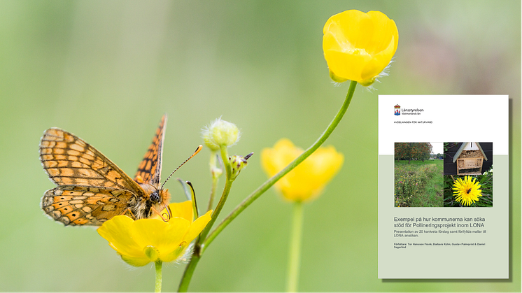 I rapporten kan kommuner och initiativtagare hämta idéer och stöd i LONA-ansökan till projekt som gynnar pollinatörer. Fjärilen på bilden är en väddnätfjäril (foto: Daniel Segerlind).