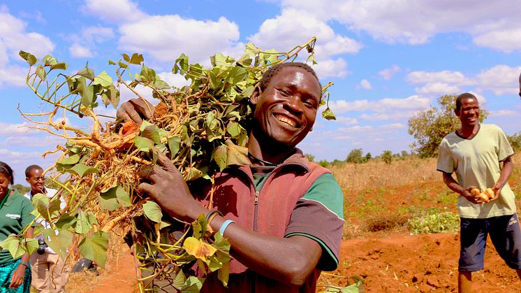 Nw varieties of sweet potato were developed for Africa with increased productivity and resistance to sweet potato virus disease.