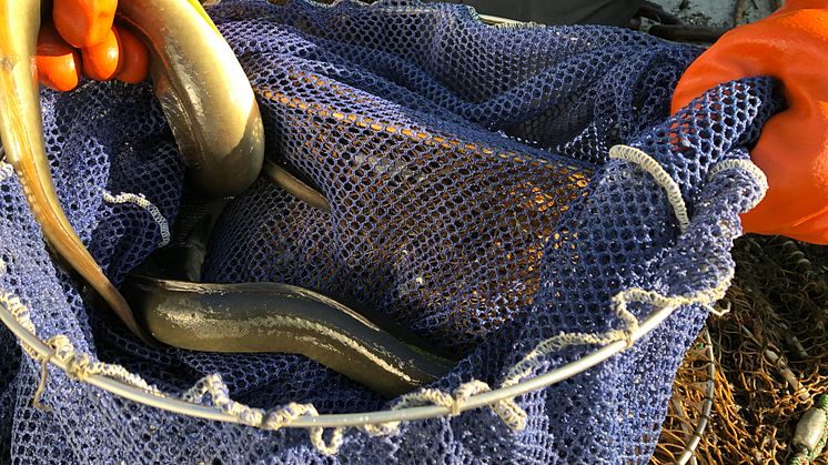 Havs- och vattenmyndigheten, HaV, beslutar nu att allt fiske efter ål i havet stoppas under perioden första oktober 2023 till sista mars 2024.