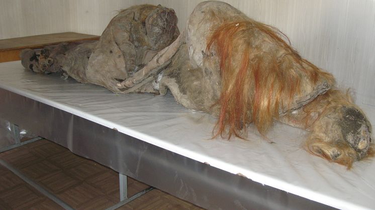 Permafrost-preserved Wooly Mammoth, from which tissues used in this study were collected. Yuka1