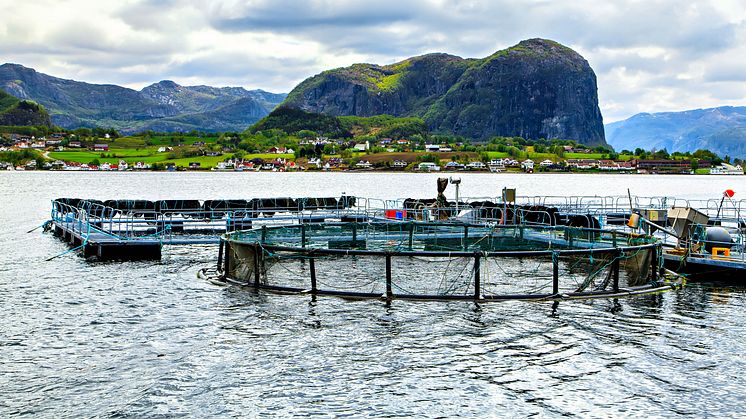 Hensynet til bærekraft og ytre miljø er sentralt i flere av sertifiseringsordningene for akvakultur. (Foto: iStockPhoto)