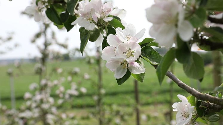 Appelriket - Blomning