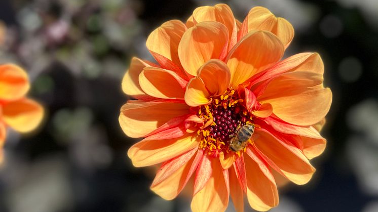 Blommor med en öppen disk gillar både bin och humlor.