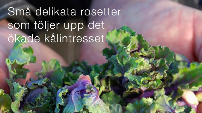 Gott och Nära berättar om den stora snackisen i grönsaksdisken - Flower Sprouts!