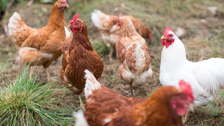 Säsongens första fall av fågelinfluensa hos tamfågel har bekräftats. Foto: Scandinav 