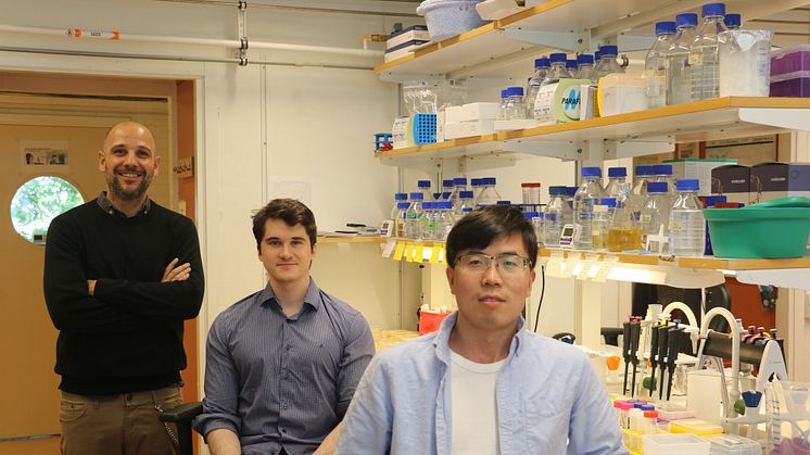 Forskarna bakom studien: Ignacio Mir-Sanchis, Gianluca Debiasi-Anders och Cuncun Qiao vid Institutionen för medicinsk kemi och biofysk. BildUmeå Universitet