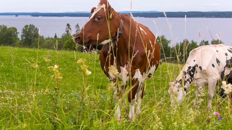 Norrland har mycket bra förutsättningar för mjölkproduktion av hög kvalitet. Genom att samverka och dela kunskap med forskare och andra aktörer i livsmedelskedjan kan vi använda de unika resurser vi har på ett ännu mer hållbart sätt.
