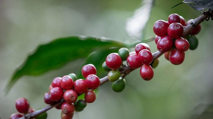 Kaffebär på kvist från en Fairtrade-odling. Foto: Thom Alva