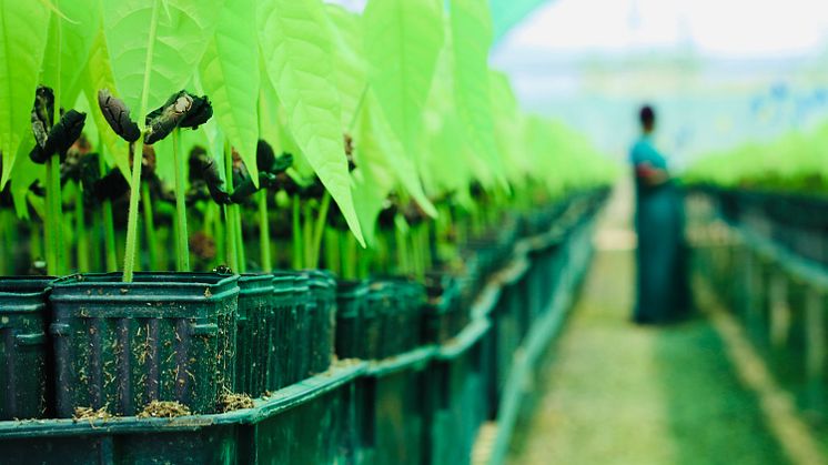 Cocoa Life - cocoa seedlings nursery
