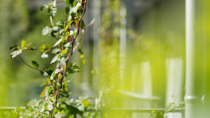 Klängvegetationen trivs med flexibelt växtvajersystem från Urbangreen