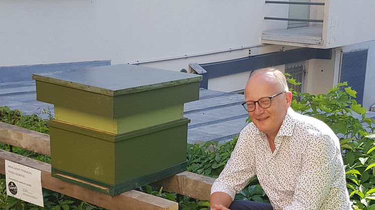 Mehiläisparvi muutti hotelliin kesävieraaksi – Lähes sukupuuttoon kuollut mustamehiläinen sai asuinpaikan hotellin sisäpihalta 