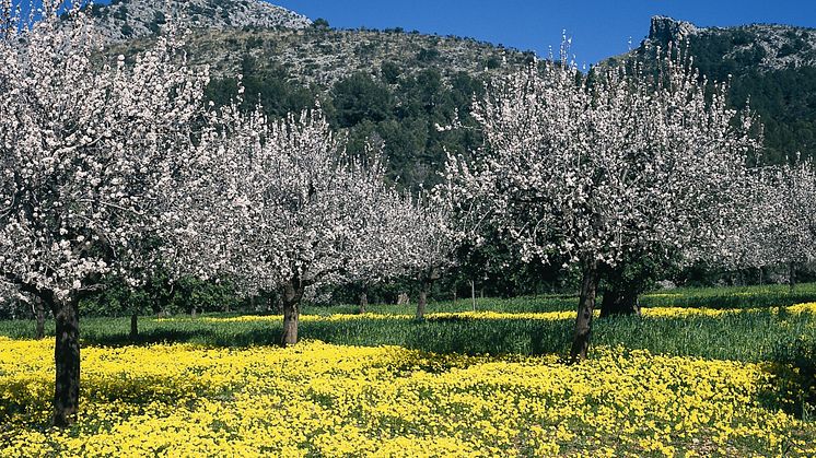 Nicht mehr lange und tausende Mandelbäume verwandeln die Landschaft auf Mallorca in ein weißes und rosafarbenes Blütenmeer. (Foto Turespaña)
