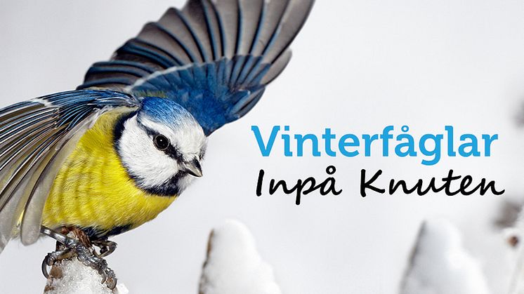 ”Vinterfåglar Inpå Knuten” 27–30 januari 2023