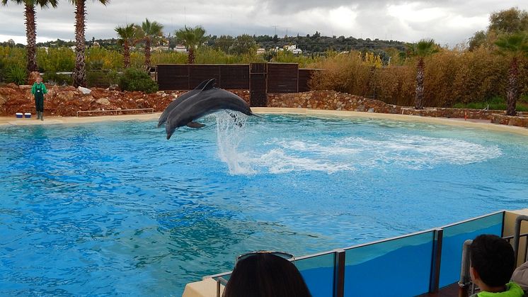 Delfinarium Im Attica Zoo in Athen - Sechs verstorbene Delfine seit 2010