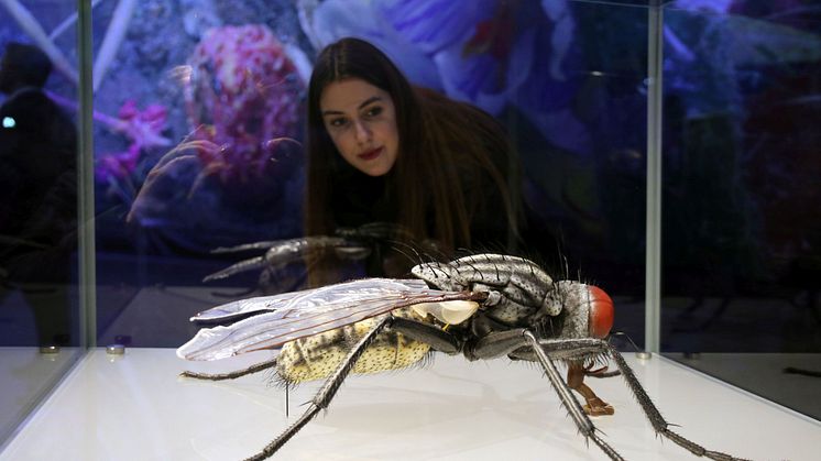 Panometer Leipzig: Eine Besucherin betrachtet ein Insektenmodell von Julia Stoess