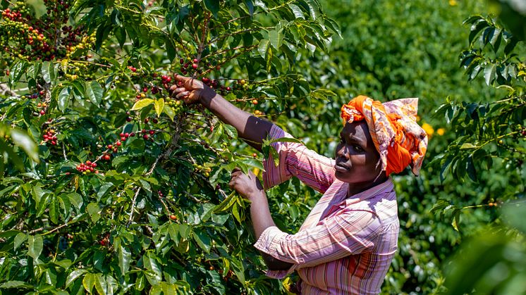 Coffee By Women – 10 år av engagemang för en hållbar kaffeproduktion