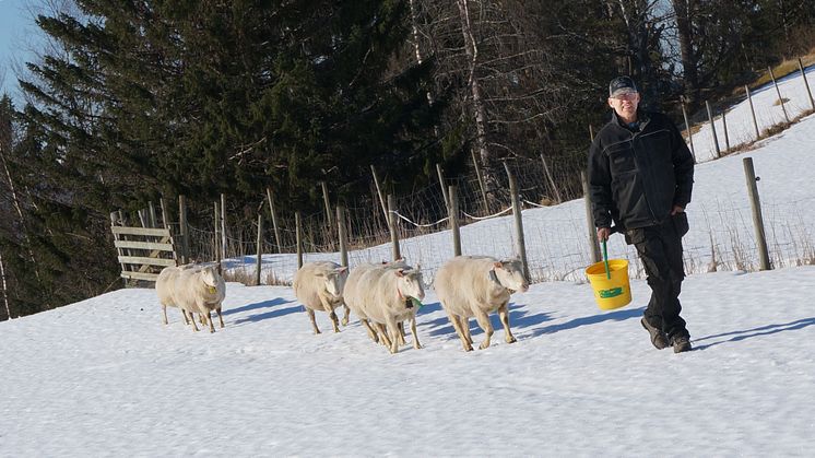 Ved hjelp av en smart sauebjelle og tingenes internett vil Smartbjella og Telenor hjelpe norske bønder med å holde oversikt over sauer på beite i utmark.