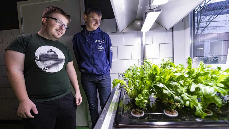 Manel Semiz och Benjamin Klasson är två av eleverna på gymnasiesärskolans hotell- och restaurangprogram som är med och odlar hydroponiskt. Även förskolor i området odlar.