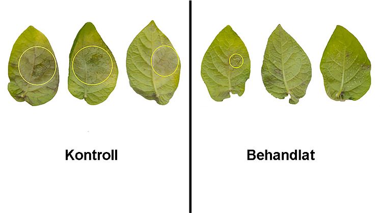 Angrepp (inringade) av bladmögel på potatisblad som är obehandlade (till vänster) respektive behandlade med sprut-inducerad gensläckningsteknik (till höger). Foto: Poorva Sundararajan