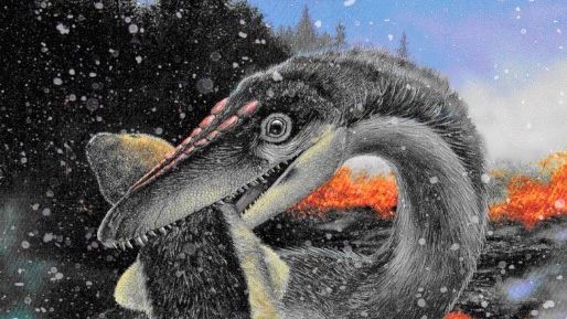 Fjäderklädd dinosaurie som jagar ett däggdjur. Snöfall och vulkaner i bakgrunden som orsakade vulkanisk vinter med snö och minusgrader. Målning av konstnären Larry Felder.