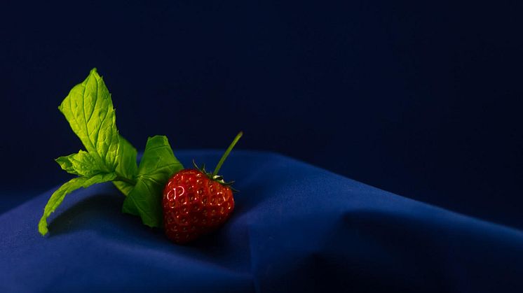 Grönska levererar svenska jordgubbar - mitt i vintern