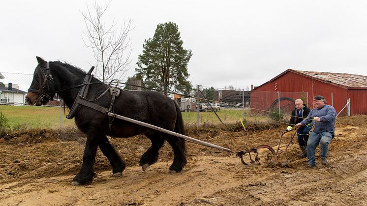 Styreleder Knut Storberget markerte byggestart med hest og plog – under kyndig veiledning av Ole Victor Larsen.