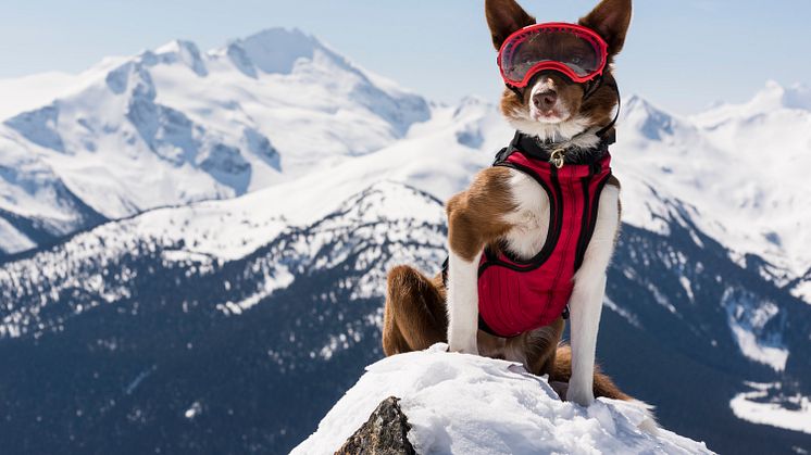 Premiär för Superpower Dogs på Cosmonova! Foto: Danny Wilcox Frazier, agentur VII, för Cosmic Picture