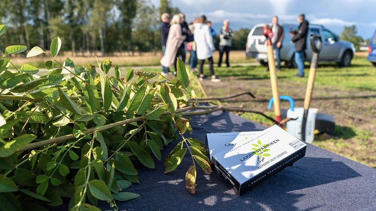 Norra Europas största lakritsrotsplantage växer 