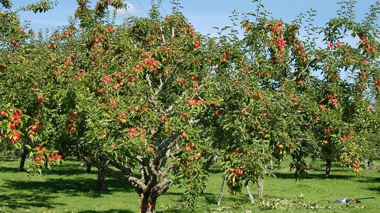 Fira Äpplets Dag 25 september