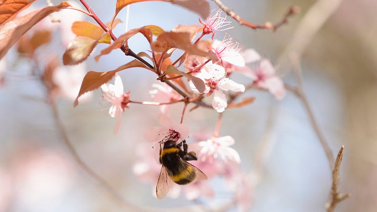 Maailman mehiläisten päivää vietetään 20. toukokuuta