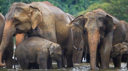 Family of Asian Elephants ©STAE