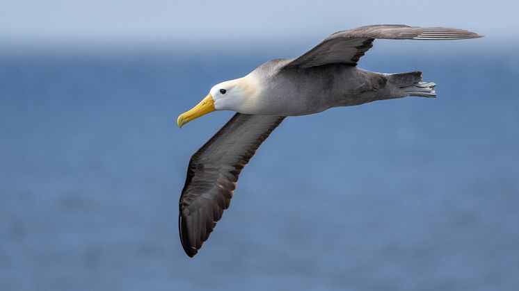 Waved Albatross in Galapagos