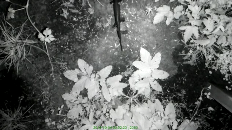 I videon från den specialbyggda kameraövervakningen syns en större vattensalamander långsamt krypa förbi.