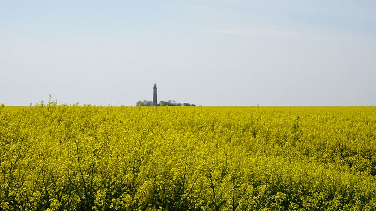 Rapsfeld und Flügger Leuchtturm