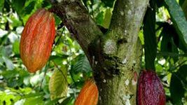 Marabous ägare Mondelēz International investerar 400 miljoner dollar för att hjälpa en miljon människor i kakaoodlande samhällen 