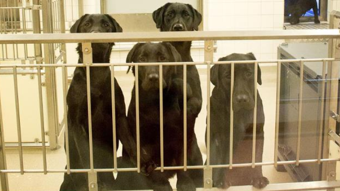 FOTO: Mathilda Andersson Nwachukwu/Spionen (Bilden visar hundar som tidigare utnyttjas i samma försök)