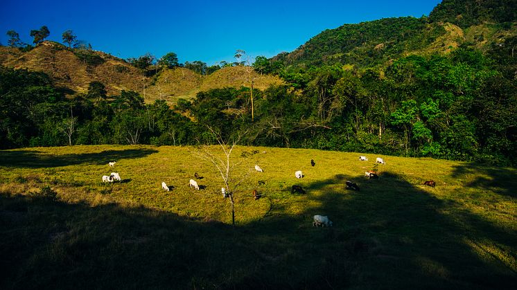 Penge i kvægavl er skyld i, at Nicaraguas skove ryddes i al hast, nu ekstra drevet af den voksende efterspørgsel fra det amerikanske markede, der har set nedgang i sin egen produktion under COVID-19. Foto af Shutterstock