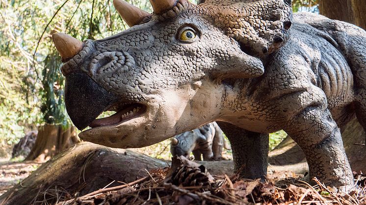 Knuthenborg Safaripark:  Dinosaurier-Wald - Triceratops2