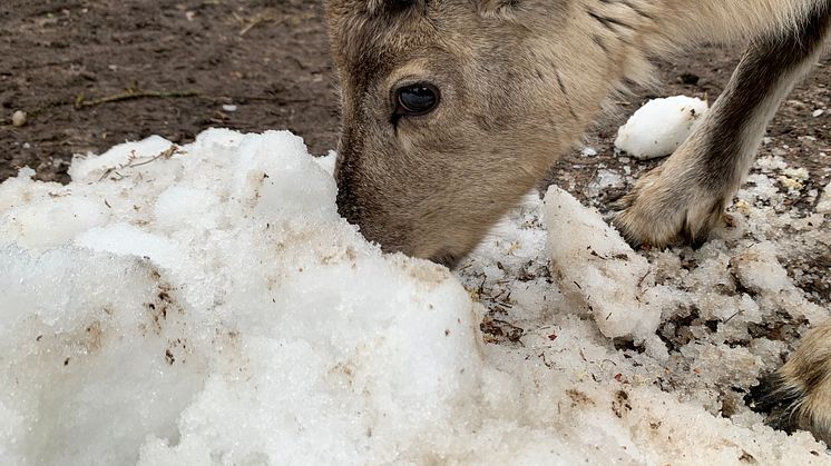 En av fjolårets renkalvar möter snö för första gången.