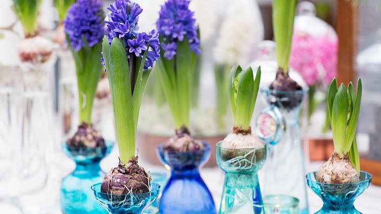 6 enkla pysseltips med hyacinter för vackra blomsterarrangemang