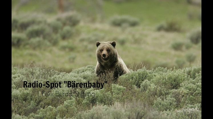 Radio-Spot "Bärenbaby" zum Darmkrebsmonat März 2016/2017