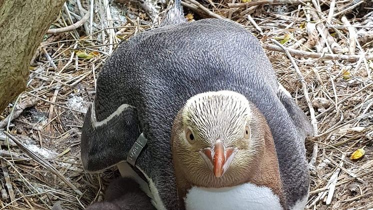 A Yellow-eyed penguin with her chick