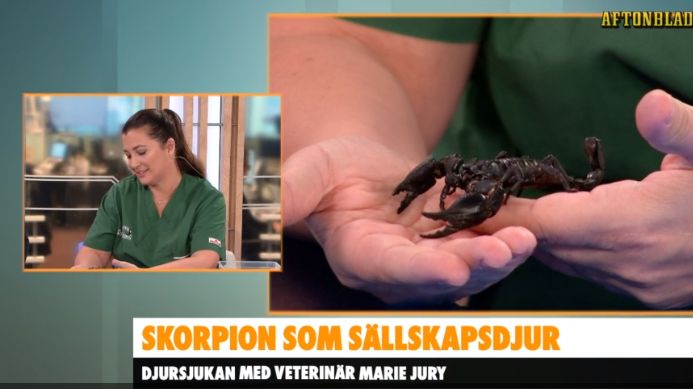 Veterinär Marie Jury - Väsby Djursjukhus tillsammans med skorpionen Gunilla 