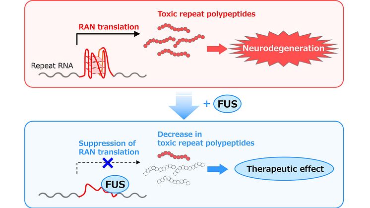 Human FUS Protein Suppresses the Production of Toxic Repeat Polypeptides that Cause Neurodegenerative Diseases -- Kindai University